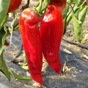 Plant poivron Corno di Toro rouge bio (Precommande]