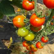 Plant Tomate Cerise Miel de Mexique bio