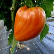 Plant Tomate Ancienne Coeur de Boeuf Rouge bio