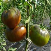 Plant Tomate Ancienne Noire de Crimée bio (Precommande)