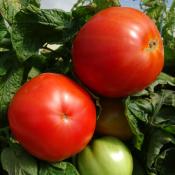 Plant Tomate Paola F1 grefféé | Maraicher bio