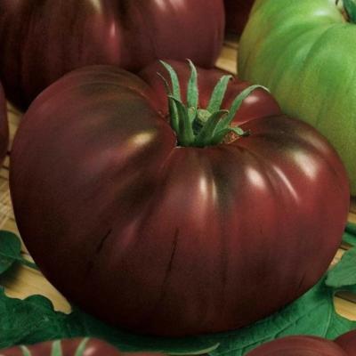 Plant Tomate Ancienne Russe Noire bio (Precommande)