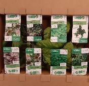 PLPACK5 | Collection Plants de Basilic Bio | Précommande au magasin