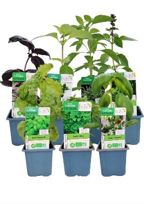 PLPACK5 | Collection Plants de Basilic Bio | Précommande au magasin