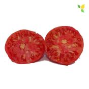 Plant Tomate Brandywine Rouge Maraicher bio