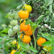 Plant Tomate Cerise Jaune Golden Nugget bio