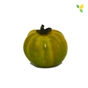 Plant Tomate Ancienne Green Zebra bio (Precommande)