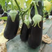 Plant d'aubergine violette Black Gem F1 Maraicher bio