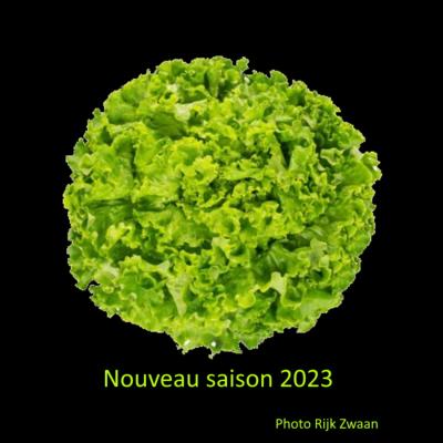 Plant Batavia Blonde Concretion Bio - Gamme Pro- Demi-Caisse 64 Mottes
