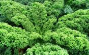 Plant Chou Kale vert Bio - Vendu à unité