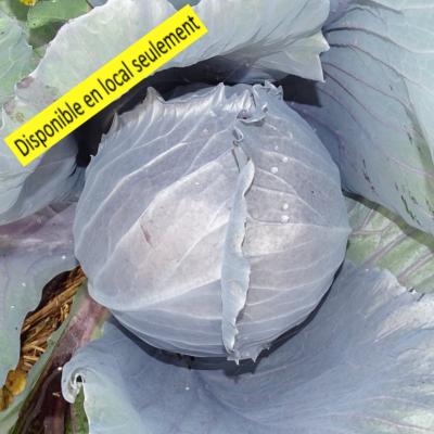 Plant Chou Cabus rouge Bio - Barquette de 10 plants