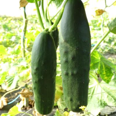 Plant de Concombre Court Akito F1 Maraicher bio