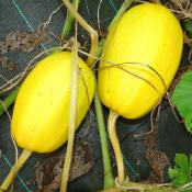 Plant de courge Spaghetti Végétale bio (Precommande)