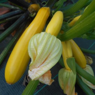 Plant de courgette jaune Goldi F1 Maraicher bio
