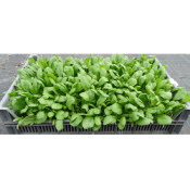 Plant Epinard Meerkat Bio - Gamme Pro - Caisse 120 Mottes