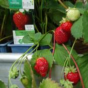 Plant fraisier remontant Charlotte bio (Precommande)