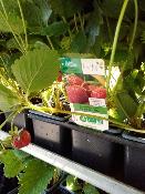 Plant fraisier remontante Mara des Bois bio