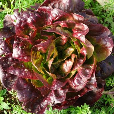 Plant Laitue Rouge Gilmore Bio - Gamme Pro- Caisse 120 Mottes