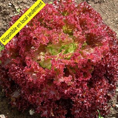 Plant Laitue Lollo Rossa Bio - Barquette de 10 mottes