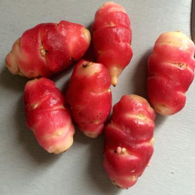 Plant Oca du Pérou Bio (Precommande]