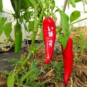 Plant piment doux Végétarien Maraicher bio