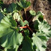 Plant Rhubarbe côtes rouges Victoria Bio