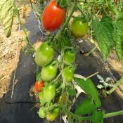 Plant Tomate Cerise Prune Rouge bio (Precommande)