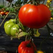 Plant Tomate Ancienne Marmande bio