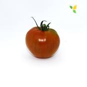 Plant Tomate Ancienne Saint Pierre bio (Precommande)