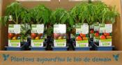 PLTOJ1 | Plants tomates Noire Crimée et Ananas Bio | Cooperative CABSO