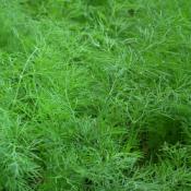 Plant Aneth Officinale format Motte Maraicher Bio