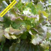 Plant Batavia Rouge Bio - Barquette de 10 mottes