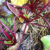 Plant Betterave Rouge Detroit 2 Bolivar Bio - Gamme Pro - Caisse 120 Mottes