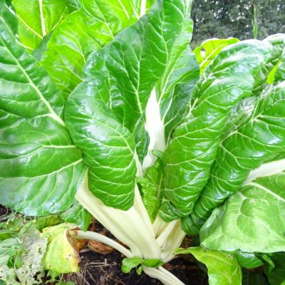 Plant Blette Cotes Blanche d'Ampius 3 Bio - Gamme Pro - Caisse 120 Mottes