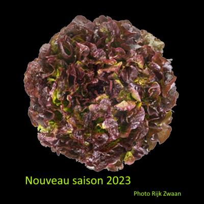 Plant Feuile Chêne rouge Renai Bio - Gamme Pro- Caisse 120 Mottes