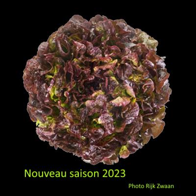 Plant Feuile Chêne rouge Renai Bio - Gamme Pro- Demi-Caisse 64 Mottes