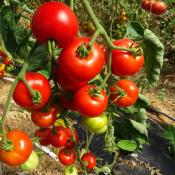 Plant Tomate Ancienne Matina bio (Precommande)