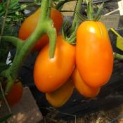 Plant Tomate Ancienne Orange Banana bio (Precommande)