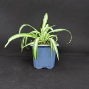 Plante d'araignée - chlorophytum comosum Bio (Vendu en Pack de 4)