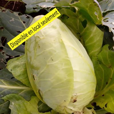 Plant Chou Cabus Pointu Bio - Barquette de 10 plants