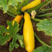 Plant de courgette jaune Gold Rush bio (Precommande]