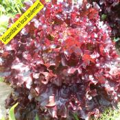 Plant Feuille de chêne Rouge Bio - Barquette de 10 mottes