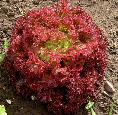 Plant Laitue Lollo Rossa Bio - Barquette de 10 mottes (Precommande]