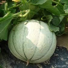 Plant melon Charentais type écrit Anasta F1 hybride Bio