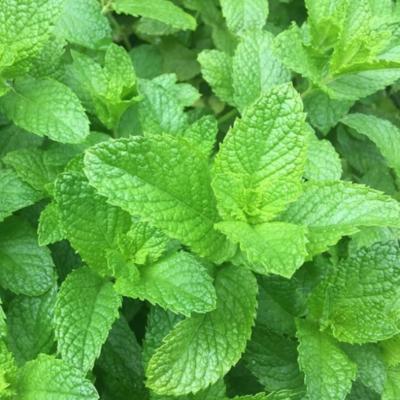 Plant Menthe Vert (douce) Bio