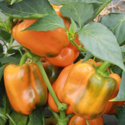 Plant poivron California Orange  bio (Precommande]