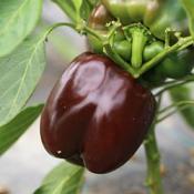 Plant poivron Marron Choco carré bio (Precommande]