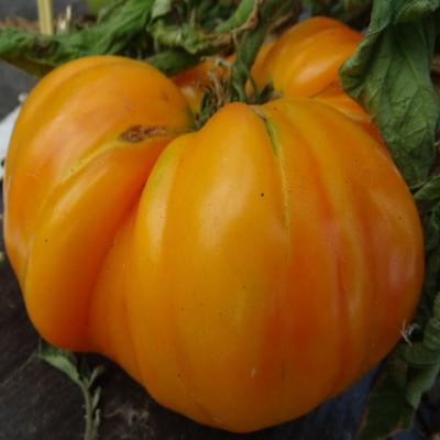 Plant Tomate Ancienne Ananas bio (Precommande)