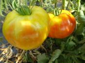 Plant Tomate Ancienne Ananas bio (Precommande)