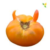 Plant Tomate Ancienne Ananas bio (Precommande)